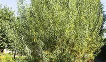 Korbweide