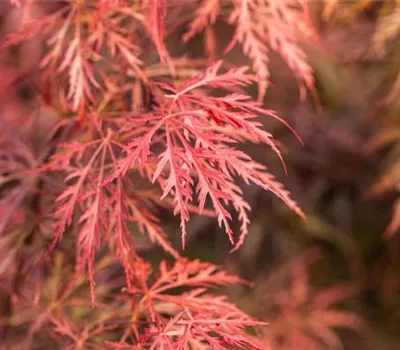 Acer palmatum 'Garnet'
