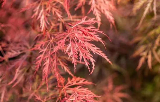 Acer palmatum 'Garnet'