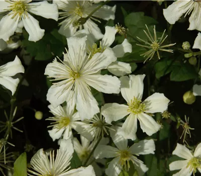 Clematis armandii