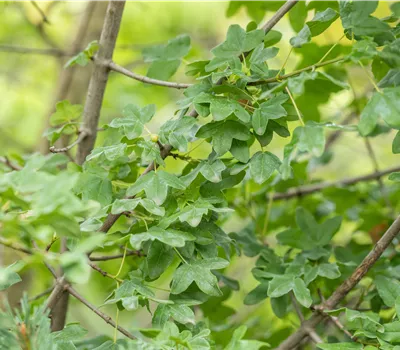 Acer monspessulanum Acer monspessulanum