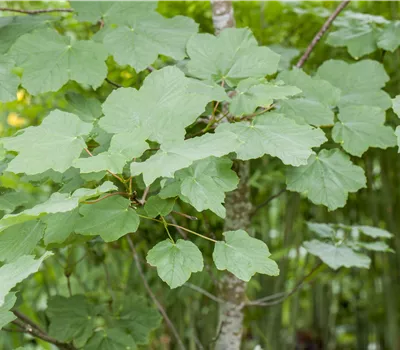 Acer opalus Acer opalus