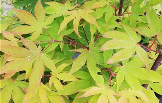 Acer palmatum 'Orange Dream'
