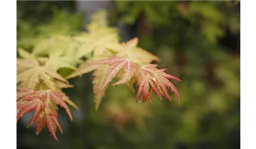 Japan. Ahorn, Fächerahorn