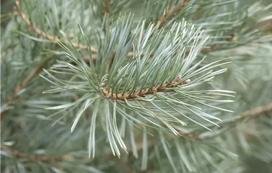 Pinus sylvestris 'Glauca'