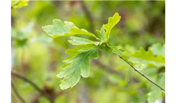 Traubeneiche