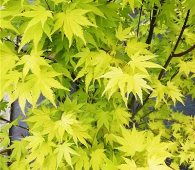Acer palmatum 'Osakazuki'