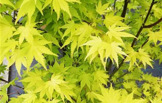 Acer palmatum 'Osakazuki'