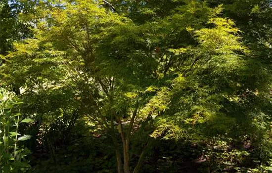 Acer palmatum 'Seiryu'