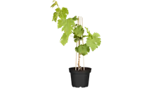 Weinrebe