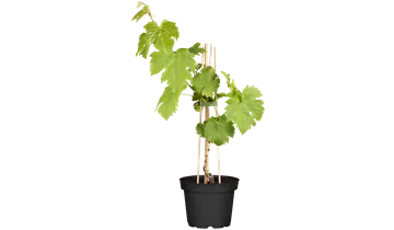 Weinrebe