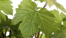 Weinrebe