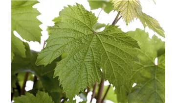 Weinrebe
