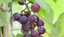 Weinrebe