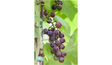 Weinrebe