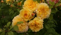 Rosa (Floribundarose) 'Susan Andreae (Abegglen)®'
