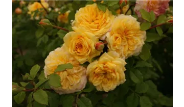 Rosa (Floribundarose) 'Susan Andreae (Abegglen)®'