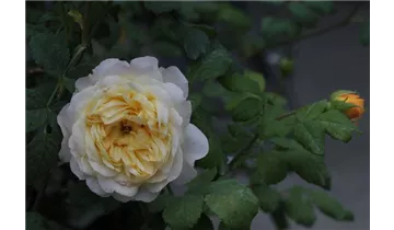 Rosa (Floribundarose) 'Susan Andreae (Abegglen)®'
