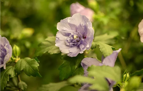 Hibiscus syriacus 'Lavender Chiffon'