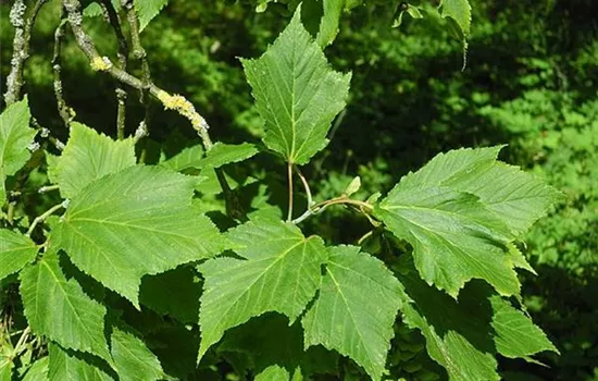 Acer rufinerve