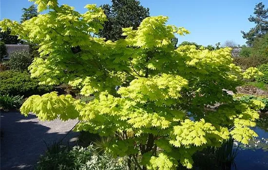Acer shirasawanum 'Aureum'
