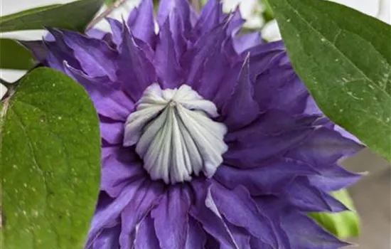 Clematis (Lanuginosa) 'Multi Blue'