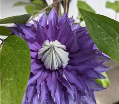 Clematis (Lanuginosa) 'Multi Blue'