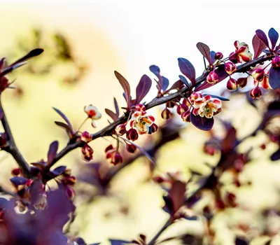 Berberis thunbergii 'Atropurpurea'