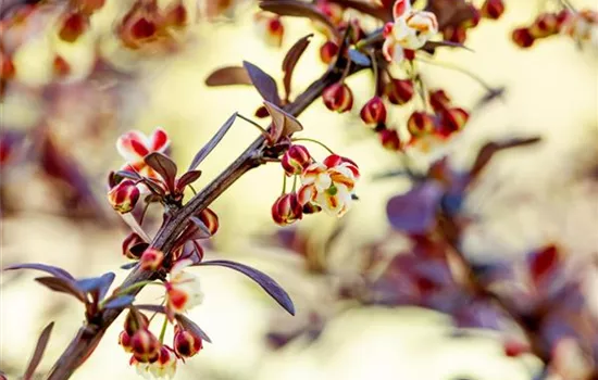 Berberis thunbergii 'Atropurpurea'