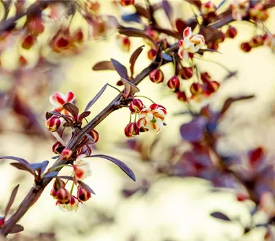 Berberis thunbergii 'Atropurpurea'