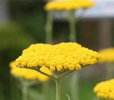 Achillea filipendulina 'Coronation Gold' Achillea filipendulina 'Coronation Gold'