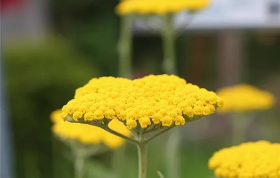 Achillea filipendulina 'Coronation Gold'