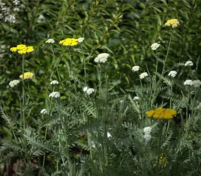 Achillea filipendulina 'Coronation Gold'