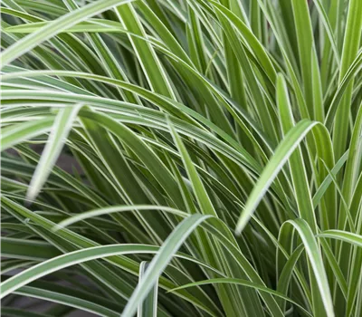 Carex morrowii 'Ice Dance'