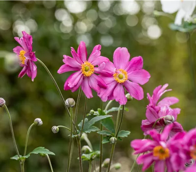 Anemone hupehensis 'Prinz Heinrich'