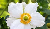 Herbstanemone