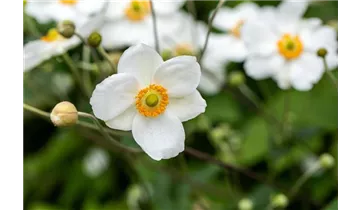Herbstanemone