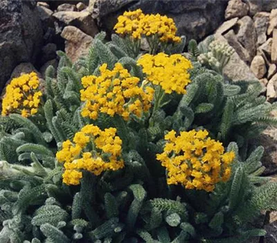 Achillea tomentosa 'Aurea' Achillea tomentosa 'Aurea'