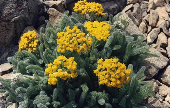 Achillea tomentosa 'Aurea'