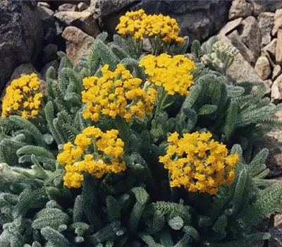 Achillea tomentosa 'Aurea'