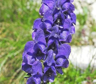 Aconitum napellus Aconitum napellus
