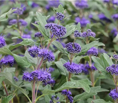Caryopteris clandonensis 'Grand Bleu'