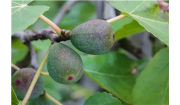 Feigenbaum