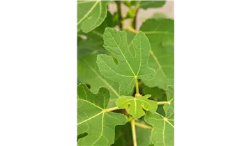 Feigenbaum