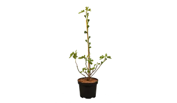 Feigenbaum