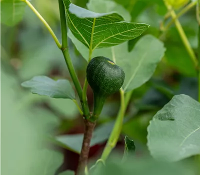 Ficus carica 'Firoma'