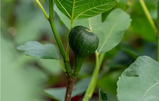 Ficus carica 'Firoma'