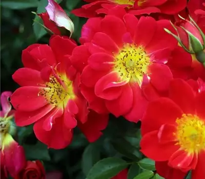 Rosa (Bodendeckerrose) 'Bienenweide® Hellrot'