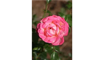 Rosa (Kletterrose) 'Harlekin'®