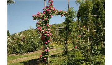 Rosa (Kletterrose) 'Harlekin'®